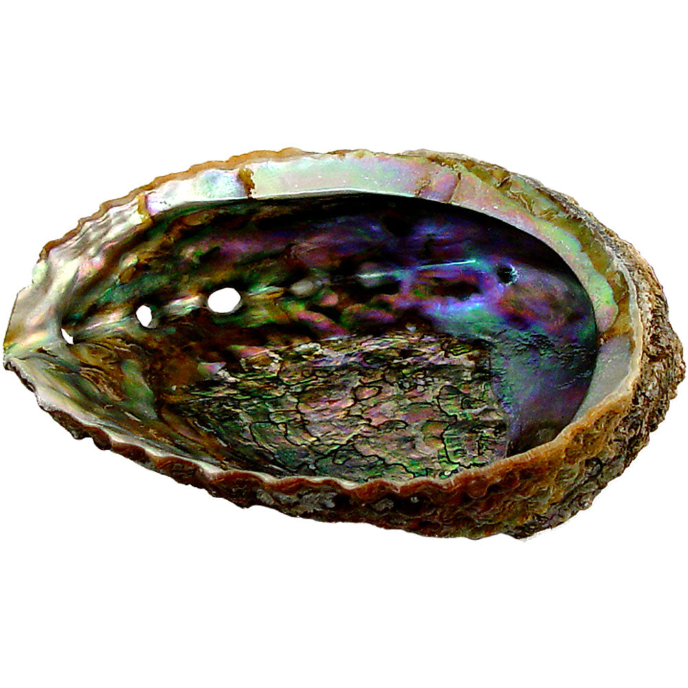 iridescent abalone shell