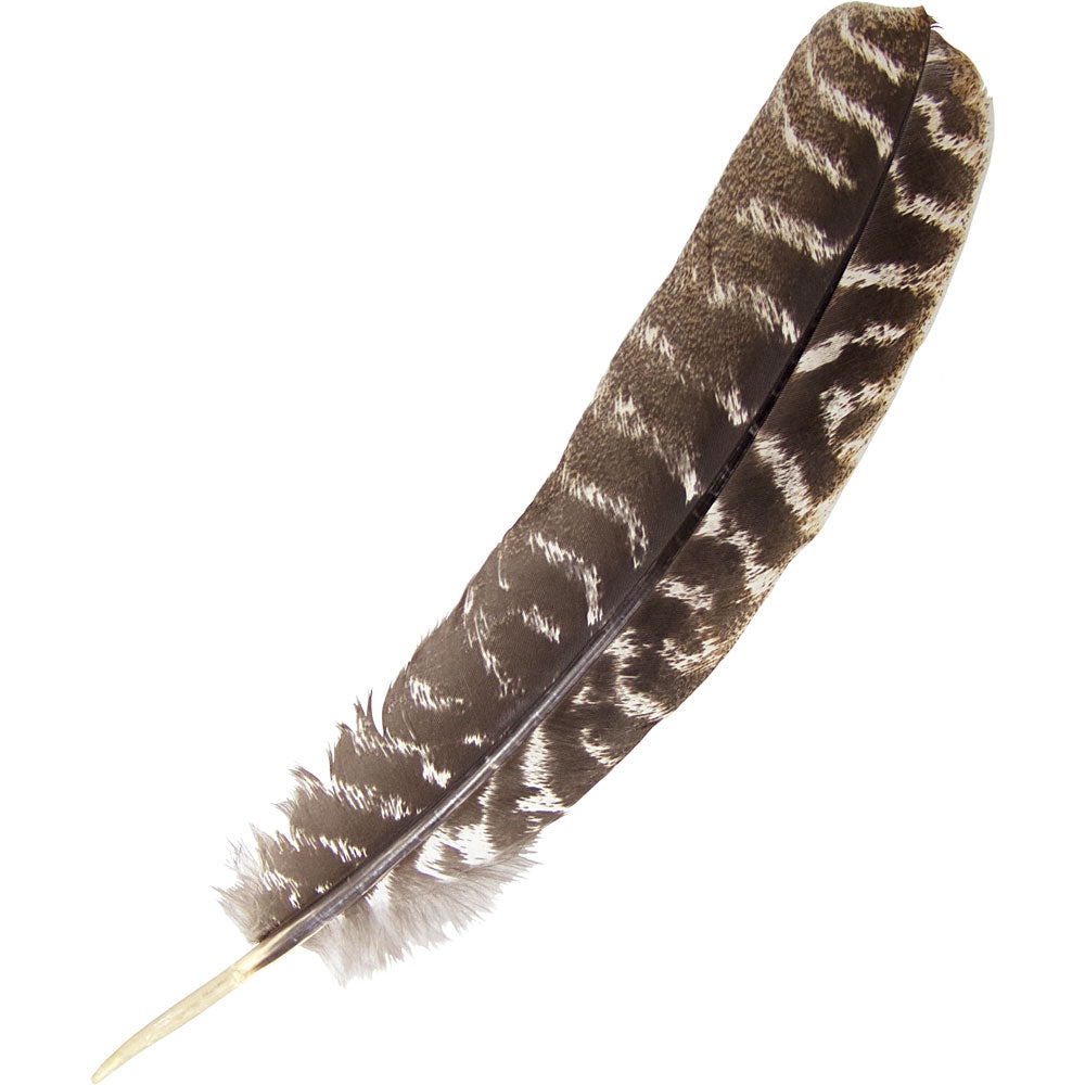 brown and white striped feather